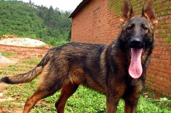 为什么养昆明犬的不多，这4个原因导致养昆明犬的人少