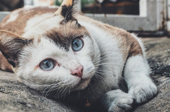 猫咬破了需要打针吗