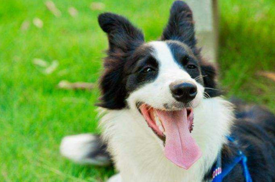 牧羊犬会咬人吗