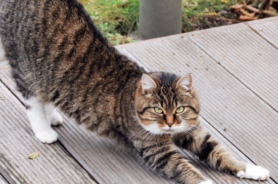 狸花猫对主人好的表现