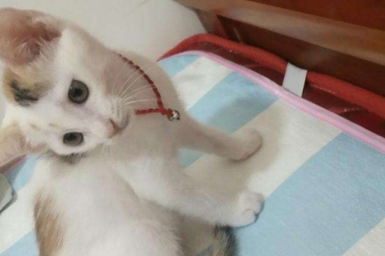 猫咪伤口化脓了会死吗
