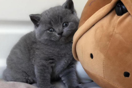 养蓝猫需要买哪些用品