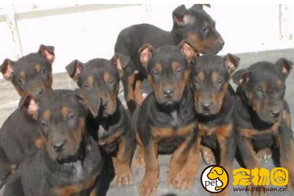 中国山红犬是六犬杂交，被德牧挤出市场(曾上万元一只)
