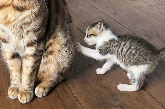 一招简单清除猫毛