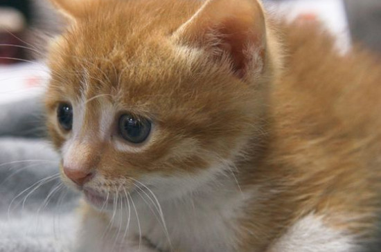 刚刚开始养猫就后悔了，养猫久了容易得四种“病”
