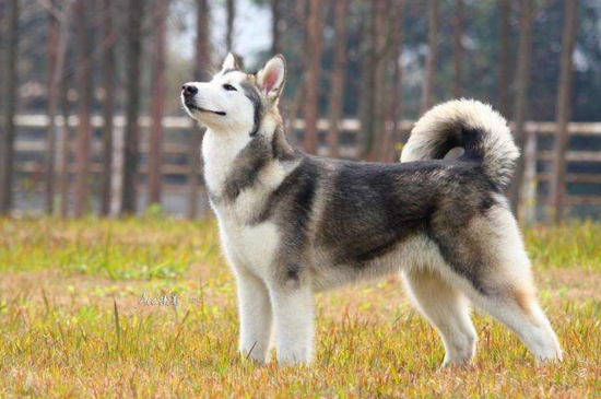 阿拉斯加犬夏天怎么办，修毛降温多喝水少运动