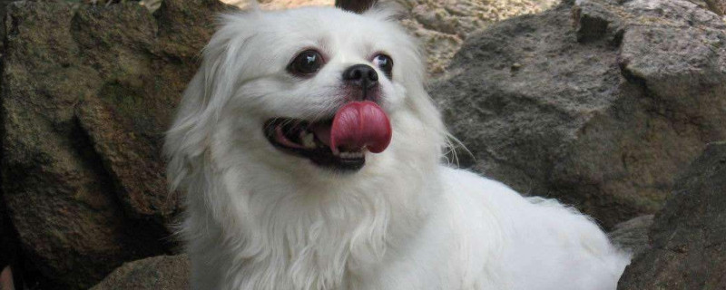 京巴犬好养吗