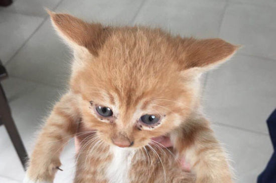 猫突然小便频繁