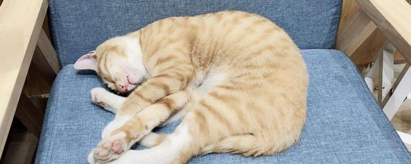 猫乳头旁边长黑色点点