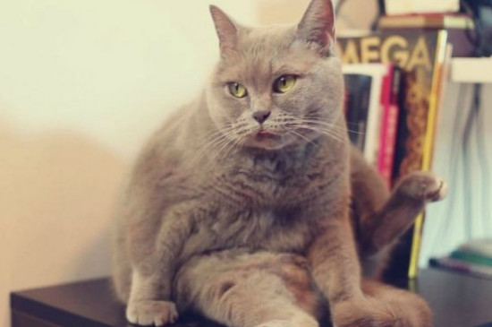 猫拉白色的屎