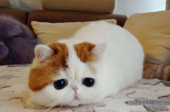 养加菲猫的好处