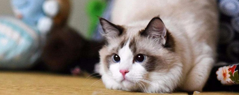 猫癣多久能好