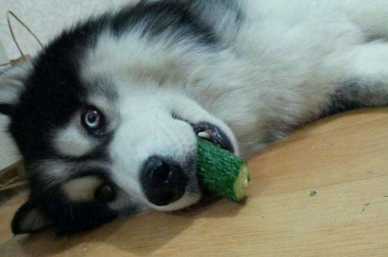 狗狗吃什么蔬菜好