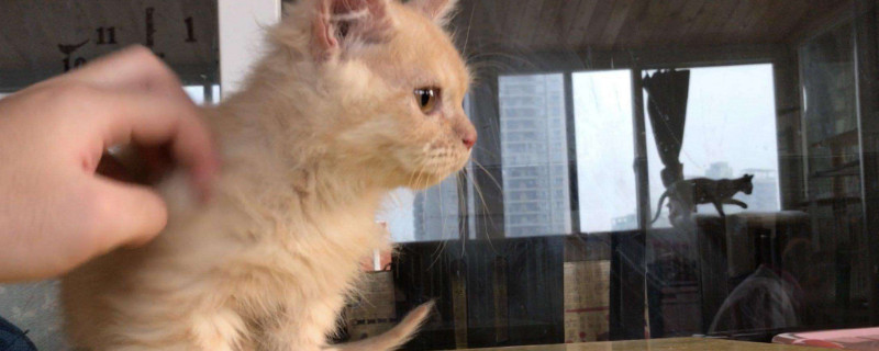 猫藓涂什么药膏