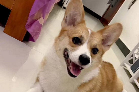 养柯基犬注意事项