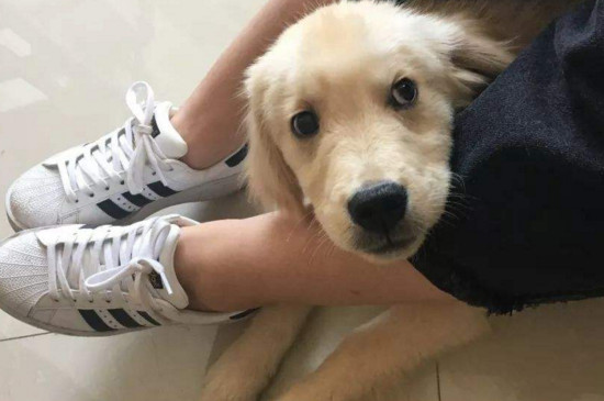 狗打完疫苗5天可以洗澡