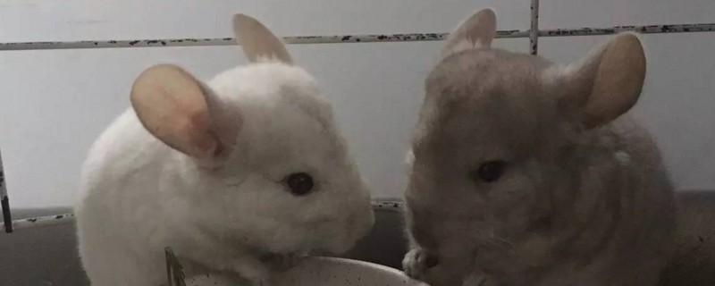 龙猫洗澡为什么不用水