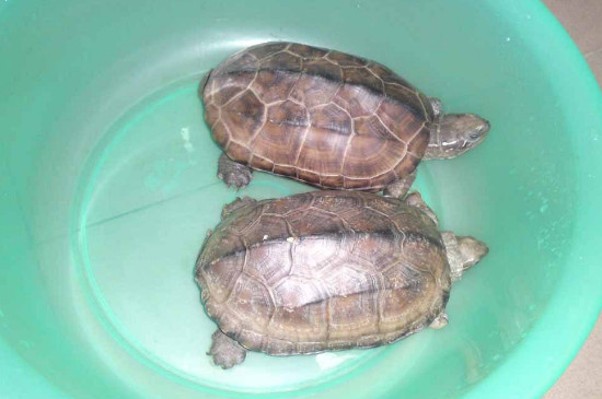 室内如何散养草龟