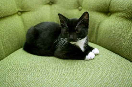 猫咪喜欢主人的表现有哪些