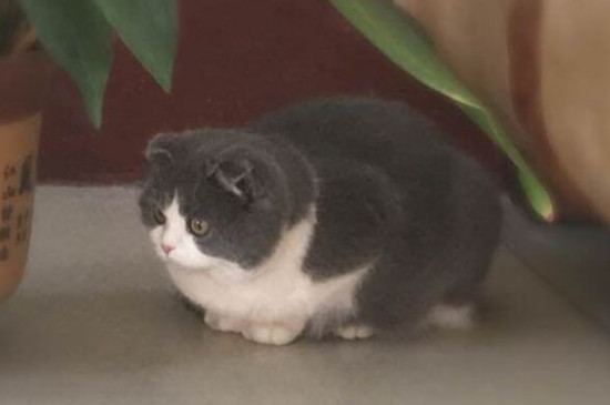 折耳猫怎么养胖