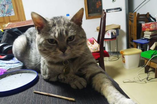猫皮下有疙瘩怎么回事