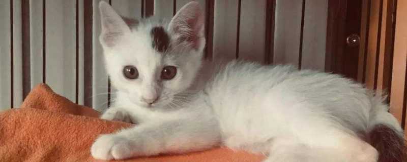 猫吞食异物症状