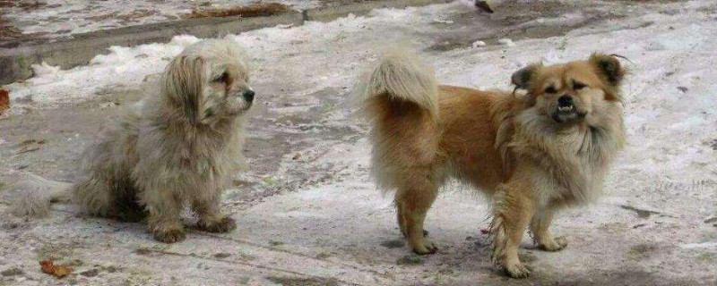 流浪狗为什么会跟着人