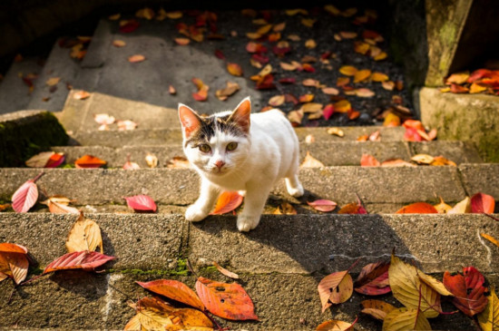500元以内的猫品种有哪些，多是中华田园猫和串串猫