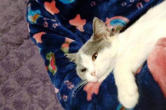 猫一直吃火腿肠会怎样