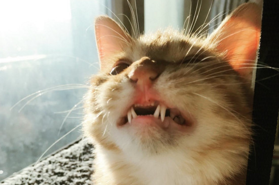 怎样消除猫的野性