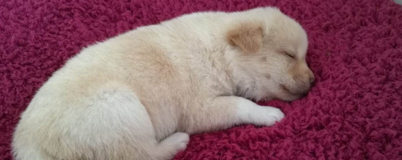 狗能吃杏吗
