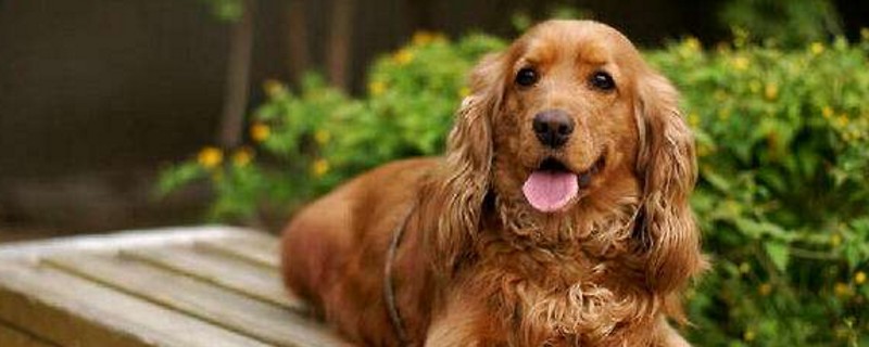 可卡犬掉毛吗