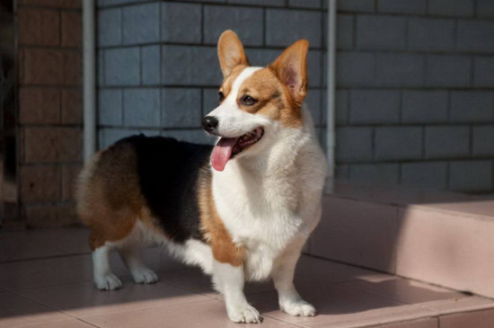 比格犬和柯基犬哪个好，柯基缺点多比格更适合家养