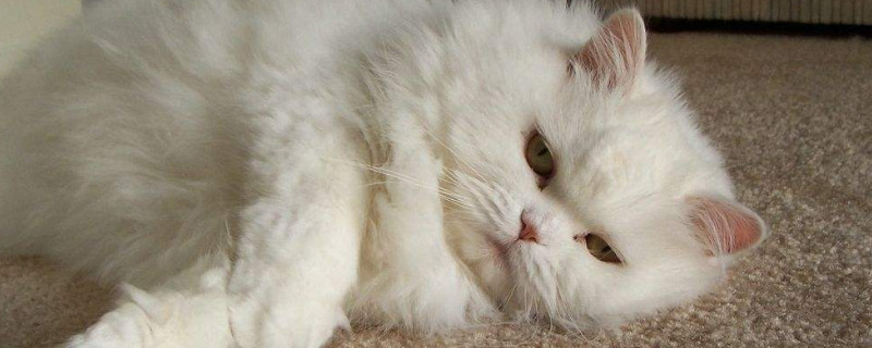 猫鼻支好治吗