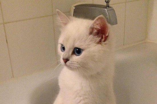 猫抓伤的正确处理
