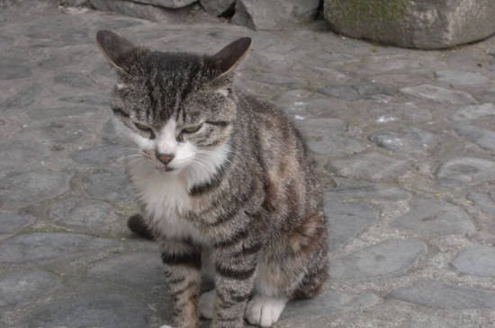 小猫拉屎很臭什么原因