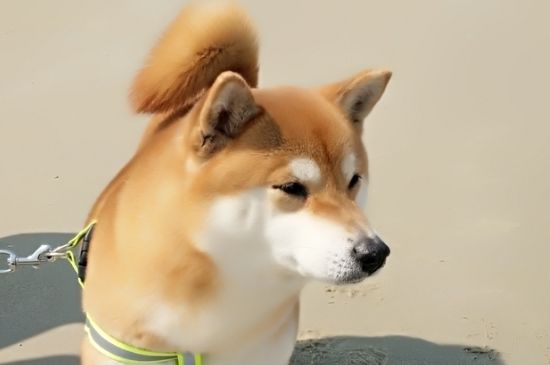 狗狗感冒了会自己好吗，很难自愈还容易引起并发症