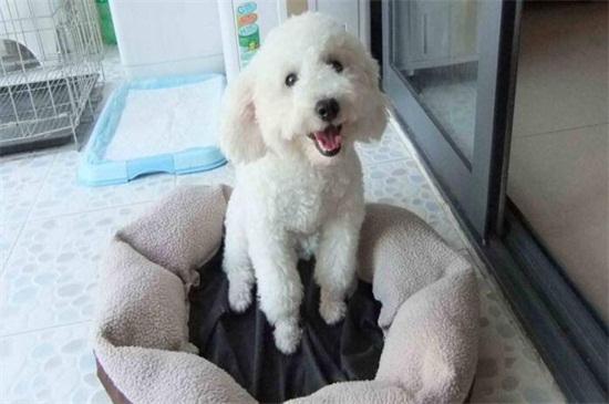 泰迪可以吹空调吗，可以吹但不能迎风吹温度不可太低