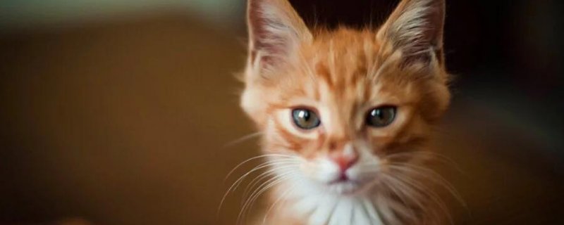 猫耳朵发红