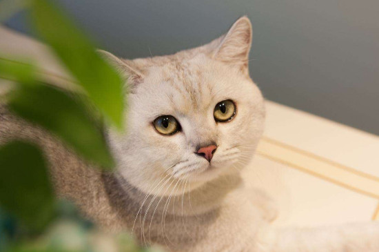 猫咪发出咕噜声是什么意思