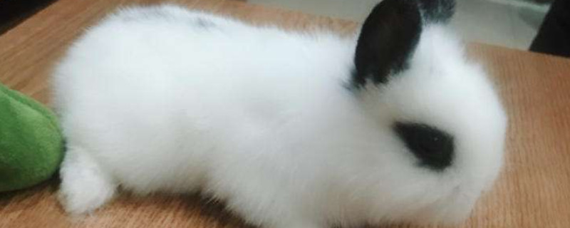 养猫猫兔要注意什么
