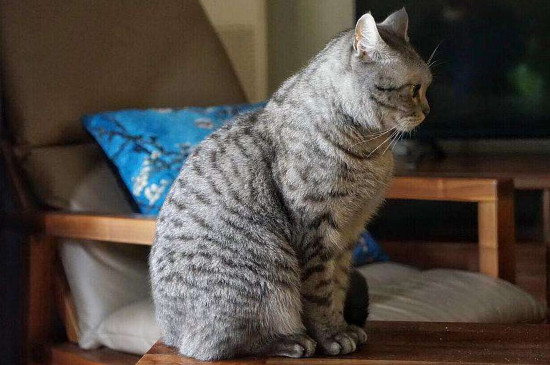 猫能吃什么