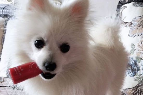 博美犬食谱