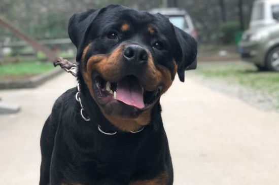 罗威纳犬可以散养吗