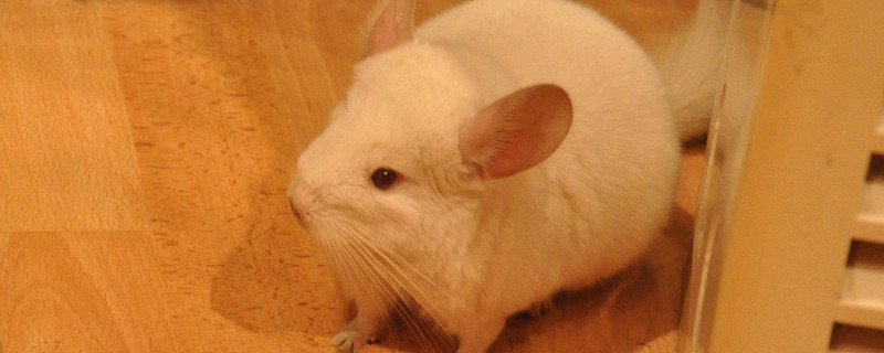 龙猫会带狂犬病吗
