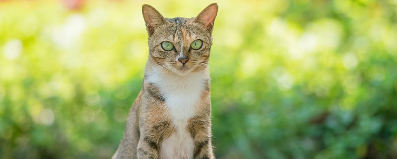 猫咪吃了老鼠药怎么办