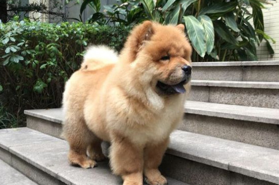 狗狗跟哮喘一样倒吸气