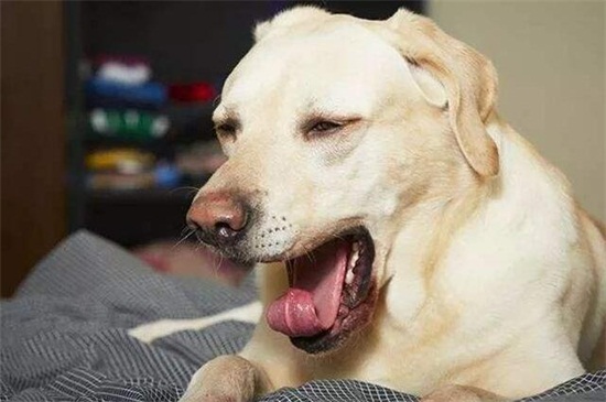 狗狗肠胃不好的表现