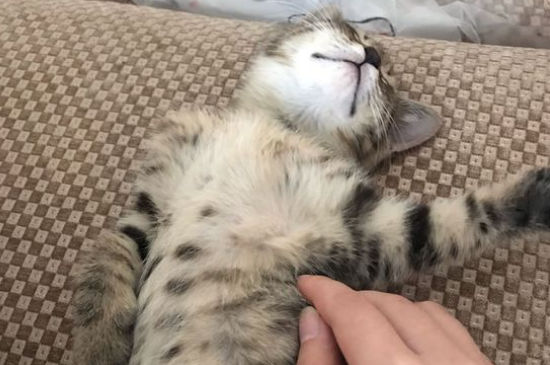 猫第一次发情可以配吗