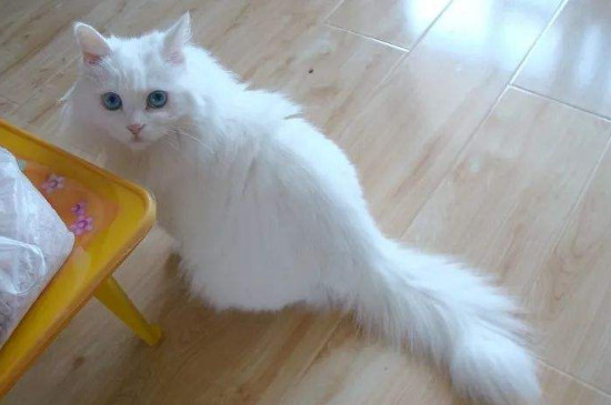 猫咪叫不出声